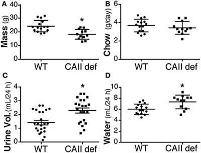 Deficiency of Carbonic Anhydrase II Results in a Urinary Concentrating Defect